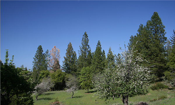 Groveland Yard Landscape Photo